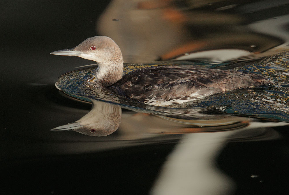 Pacific Loon