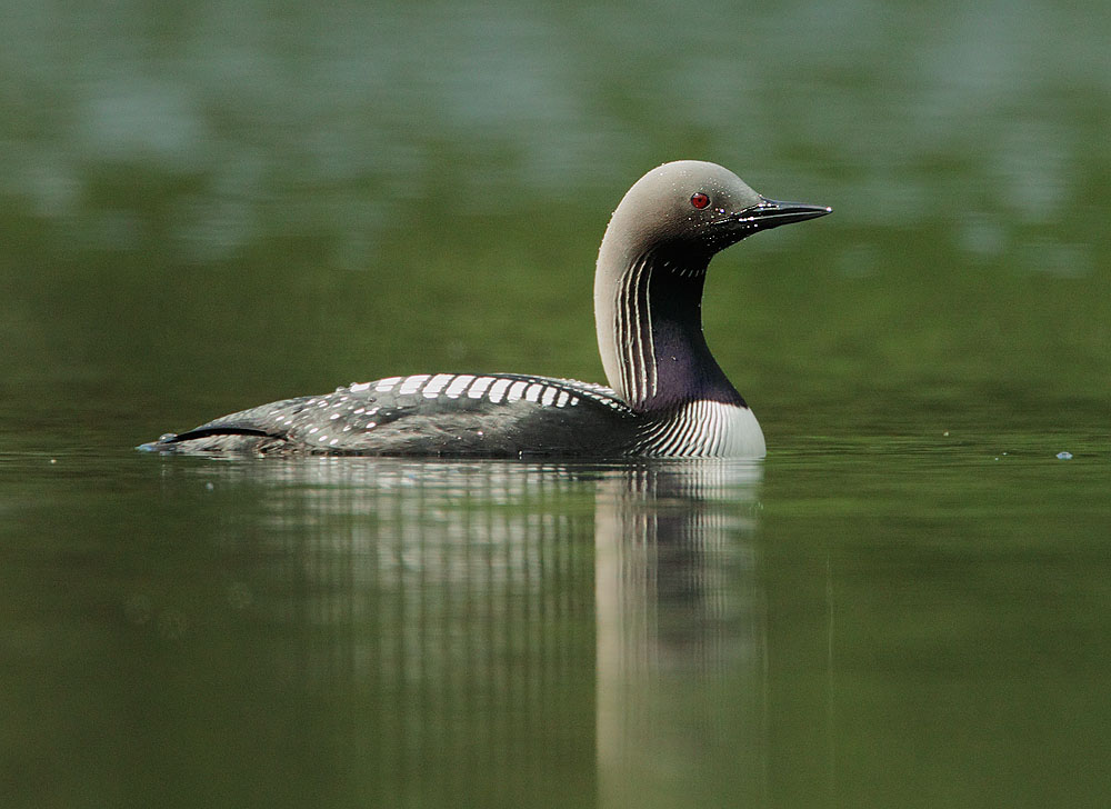 Pacific Loon