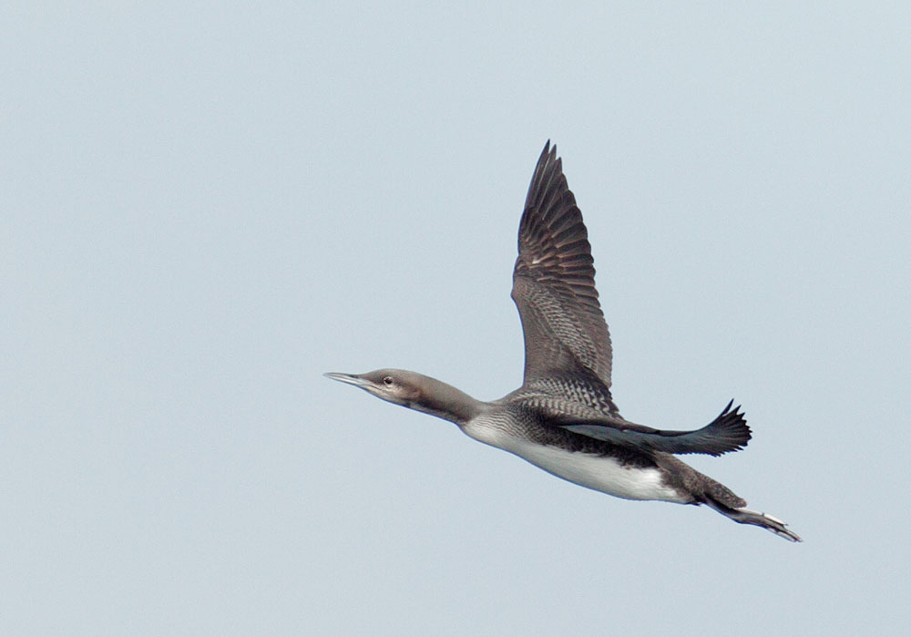 Pacific Loon