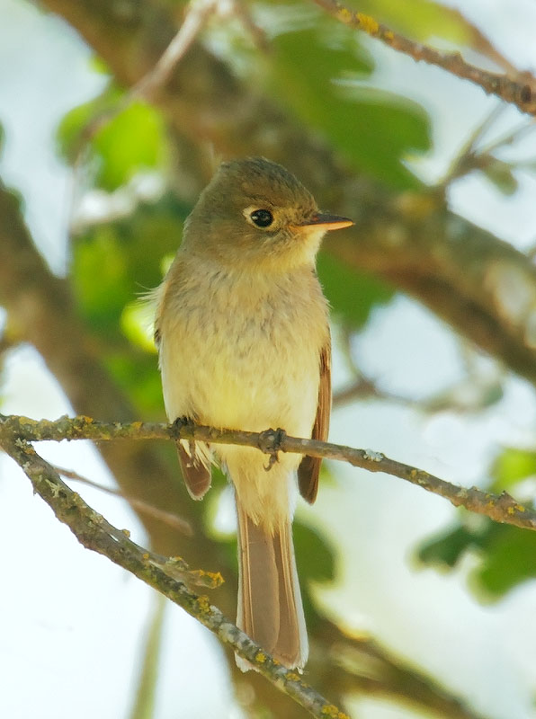 Pacific-slope Flycatcher