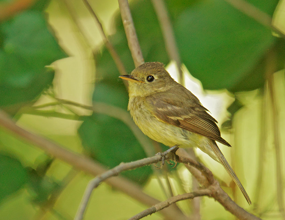 Pacific-slope Flycatcher
