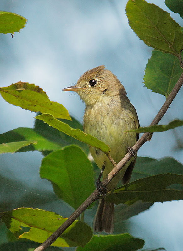 Pacific-slope Flycatcher