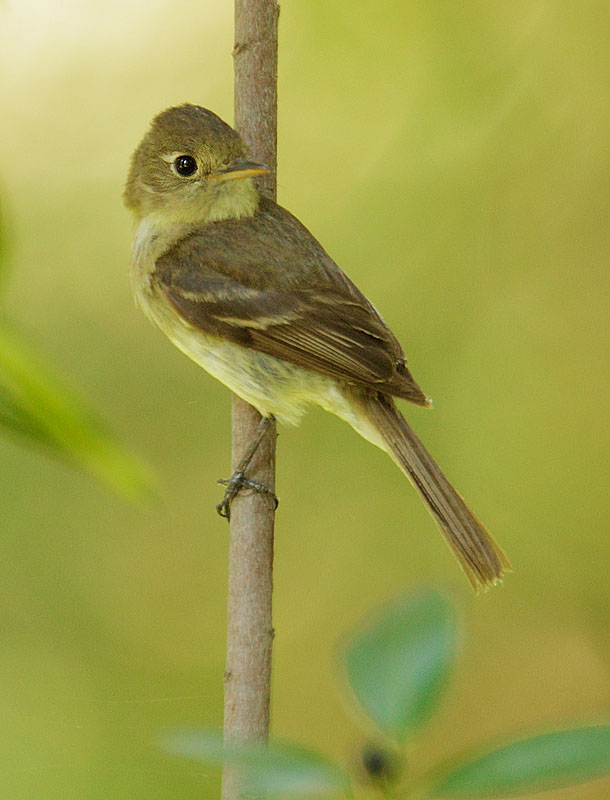 Pacific-slope Flycatcher