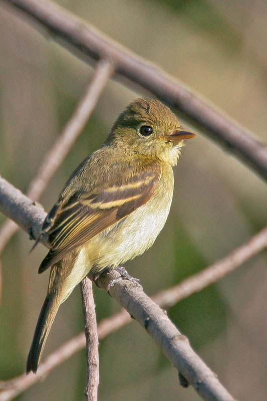 Pacific-slope Flycatcher