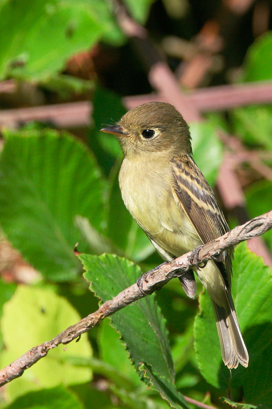Pacific-slope Flycatcher
