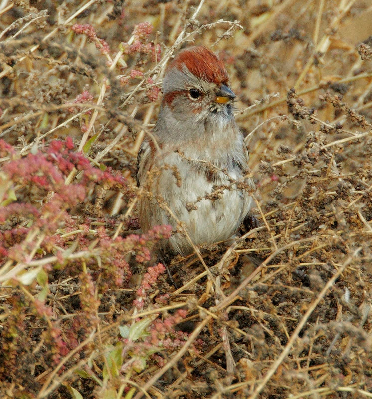 American Tree Sparrow