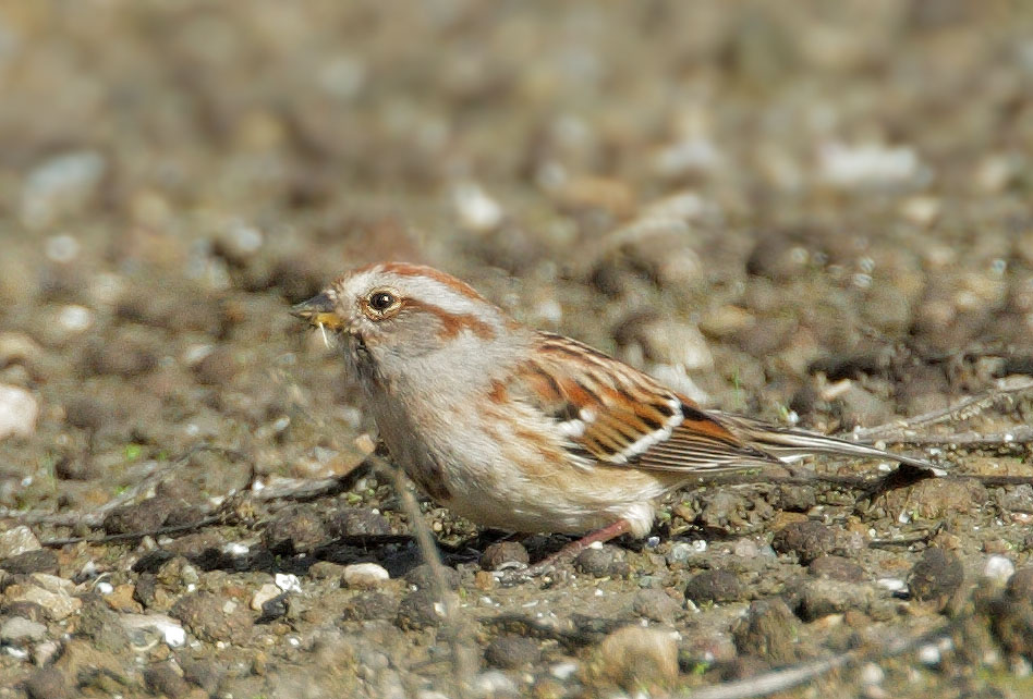 American Tree Sparrow