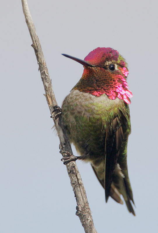 Anna's Hummingbird, male, 3/14/08, Palo Alto Baylands