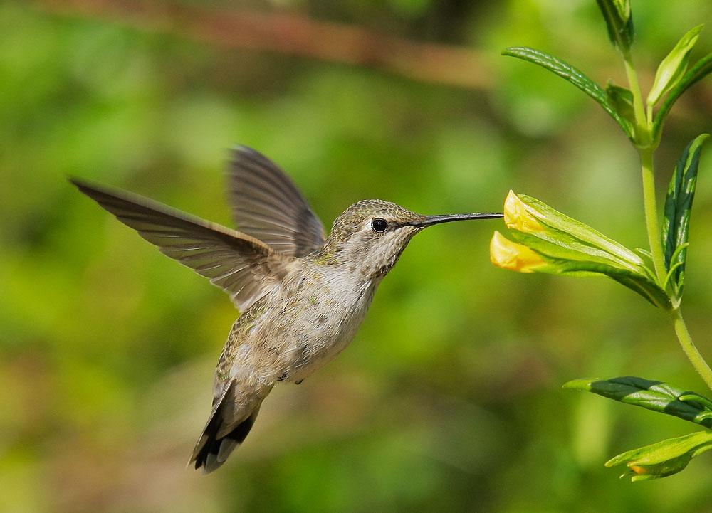Anna's Hummingbird