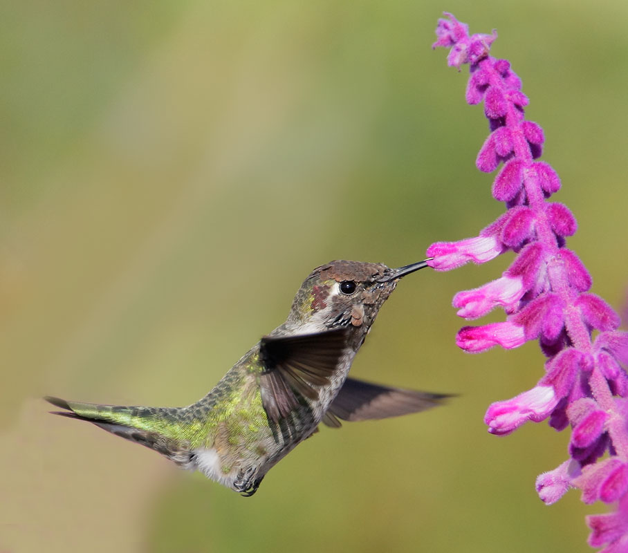 Anna's Hummingbird