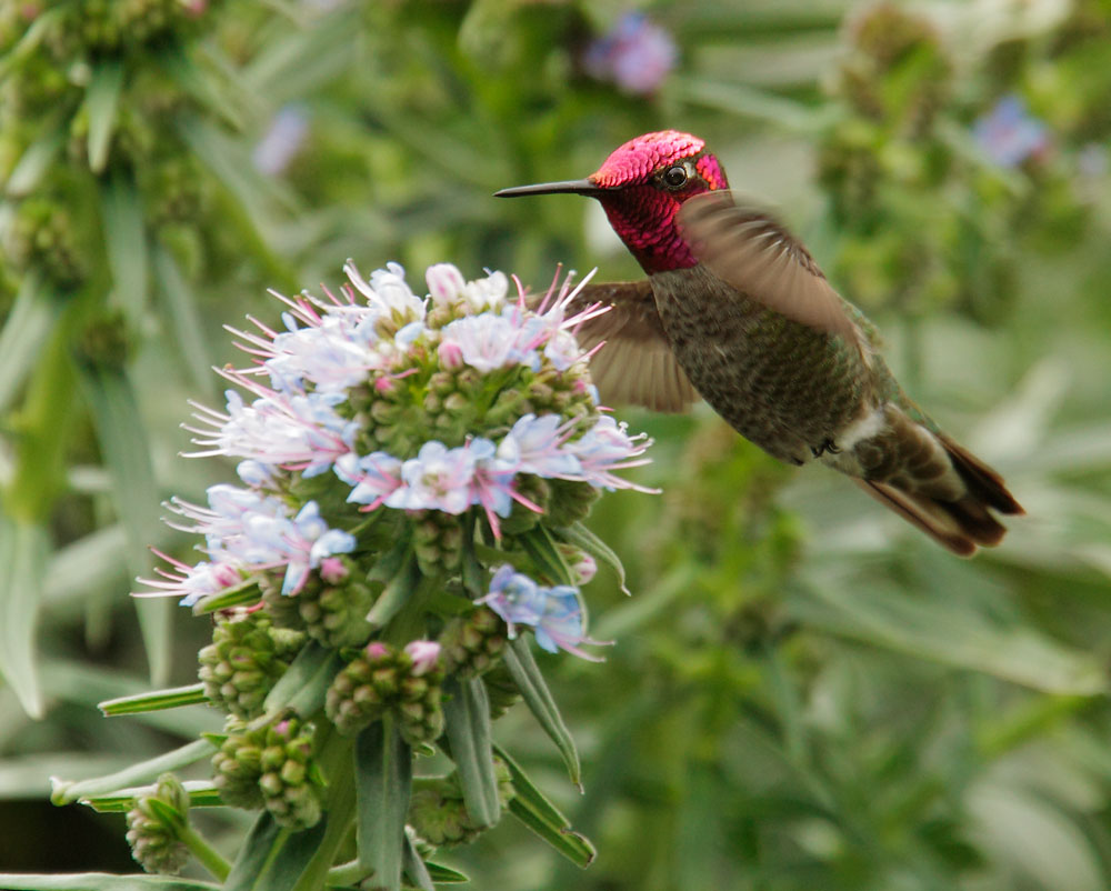 Anna's Hummingbird, male, 4/13/10, Ed Levin Park