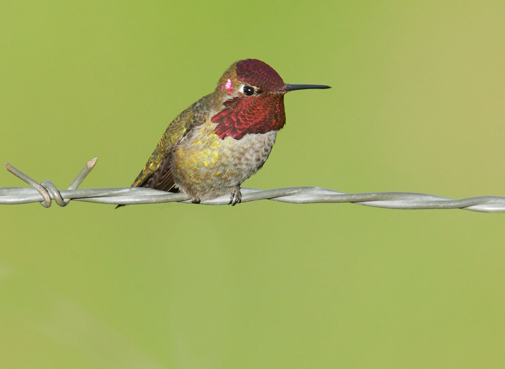 Anna's Hummingbird, male, 4/9/11, Ed Levin Park