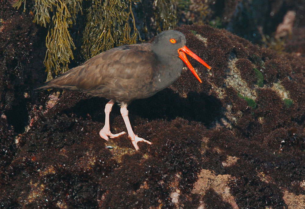 Black Oystercatcher