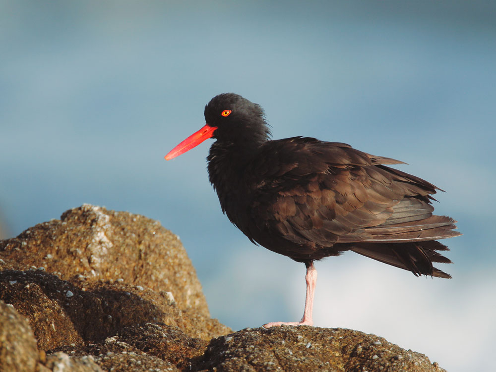 Black Oystercatcher