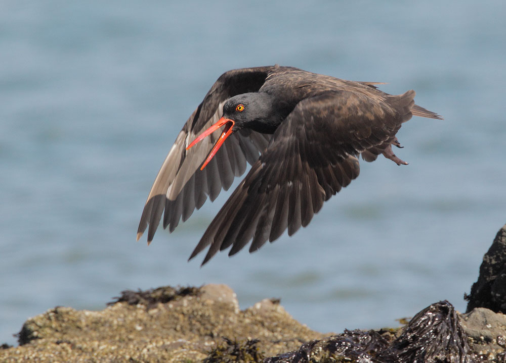 Black Oystercatcher