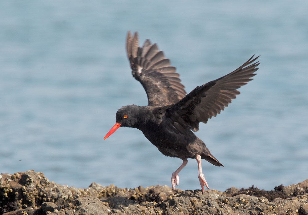Black Oystercatcher