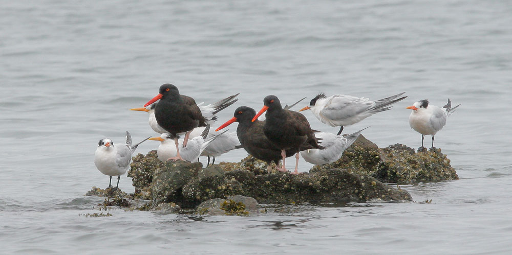 Black Oystercatchers with Elegant Terns