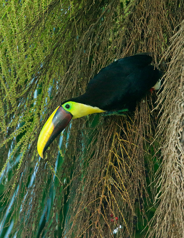 Chestnut-mandibled Toucan