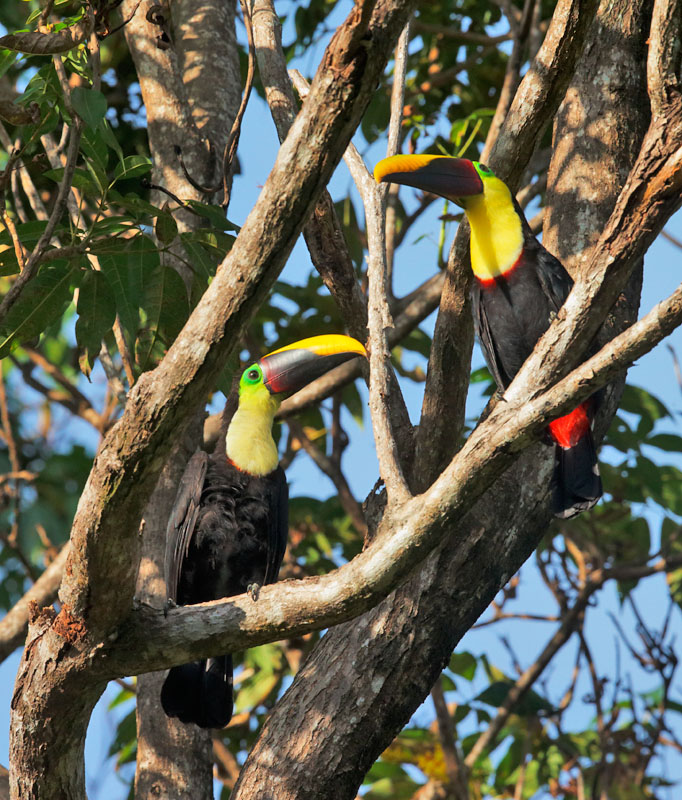 Chestnut-mandibled Toucan