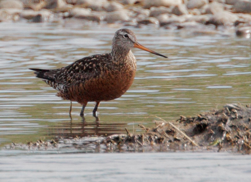 Hudsonian Godwit