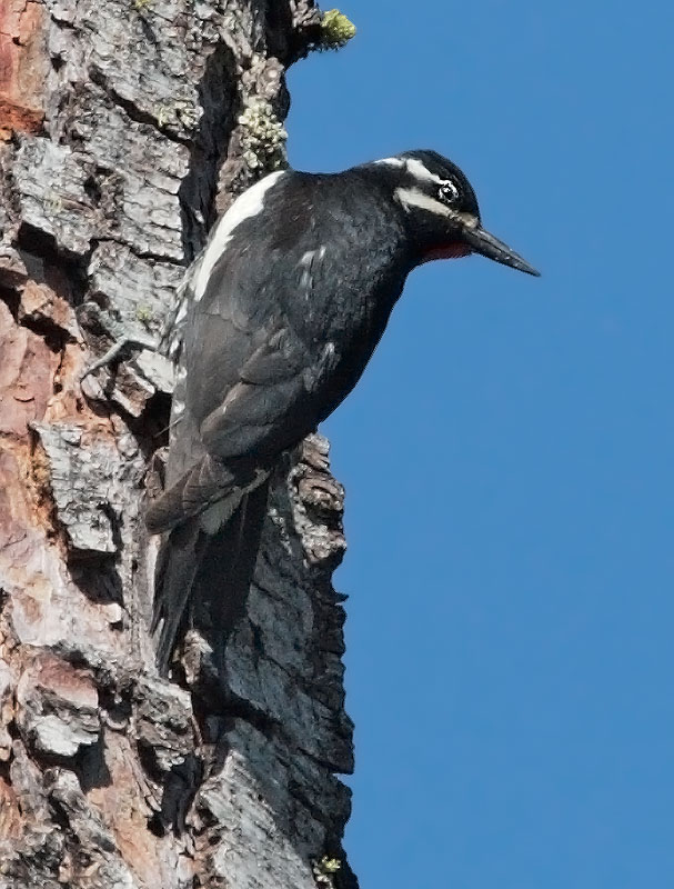 Williamson's Sapsucker