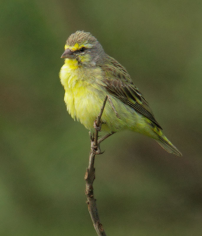 Yellow-fronted Canary