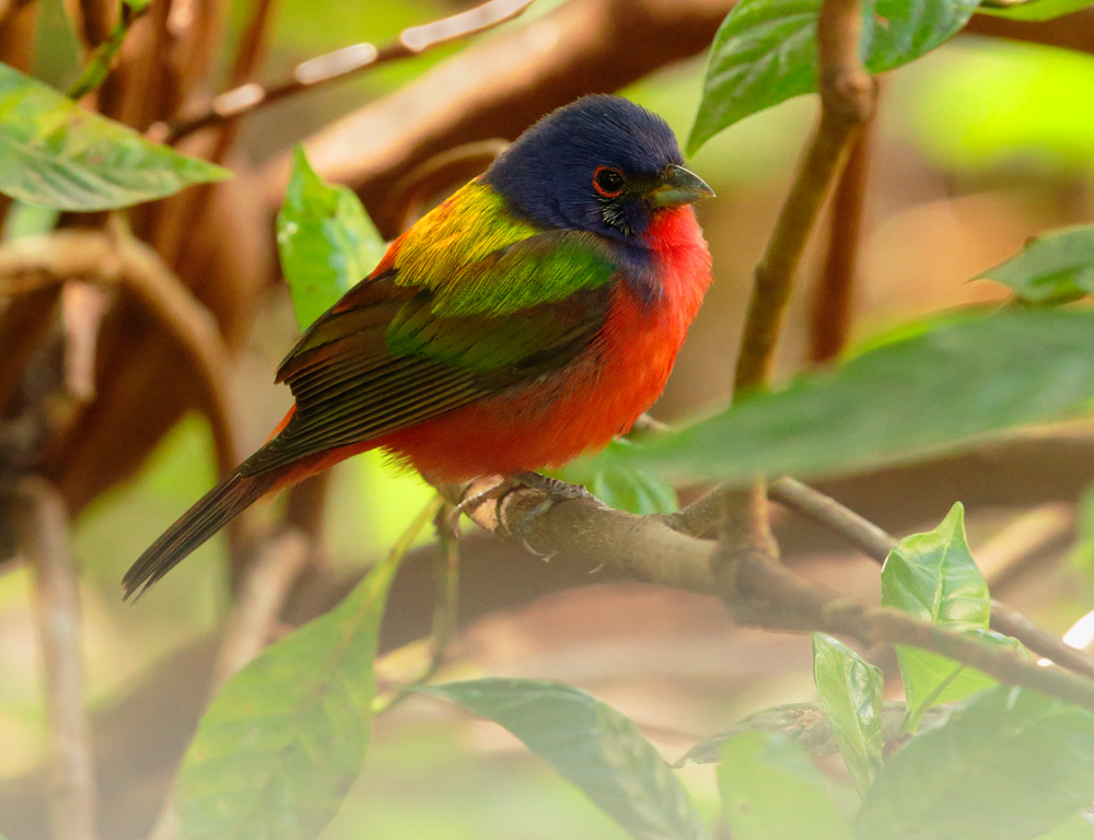 Painted Bunting