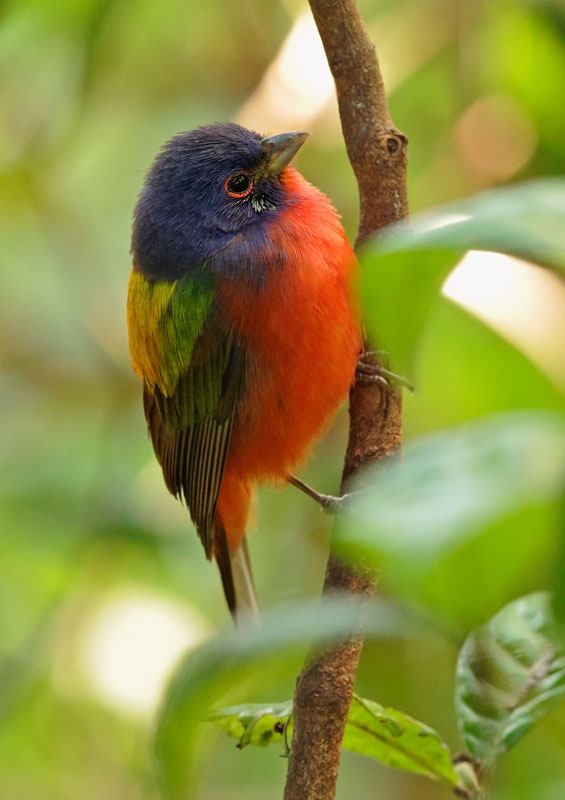Painted Bunting