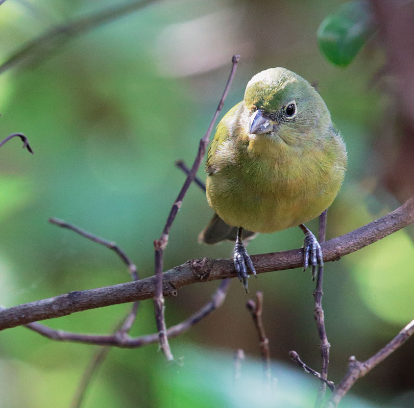 Painted Bunting