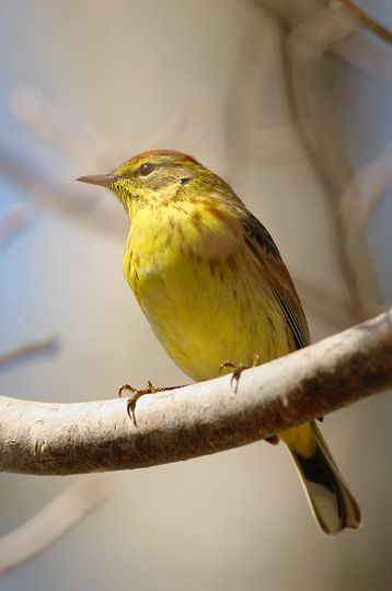Palm Warbler, male, 5/10/05, Beech Forest, Provincetown, MA