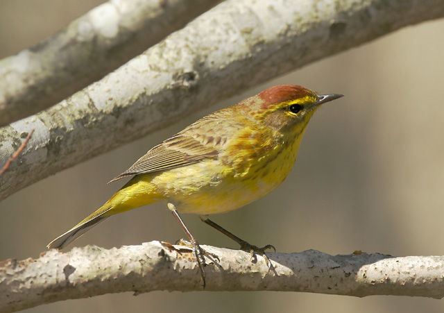Palm Warbler, male, 5/10/05, Beech Forest, Provincetown, MA