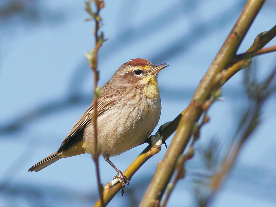 Palm Warbler, 3/29/07, Laguna Grande, Seaside, Monterey Co