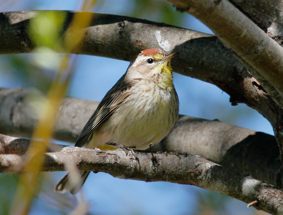 Palm Warbler, 3/29/07, Laguna Grande, Seaside, Monterey Co