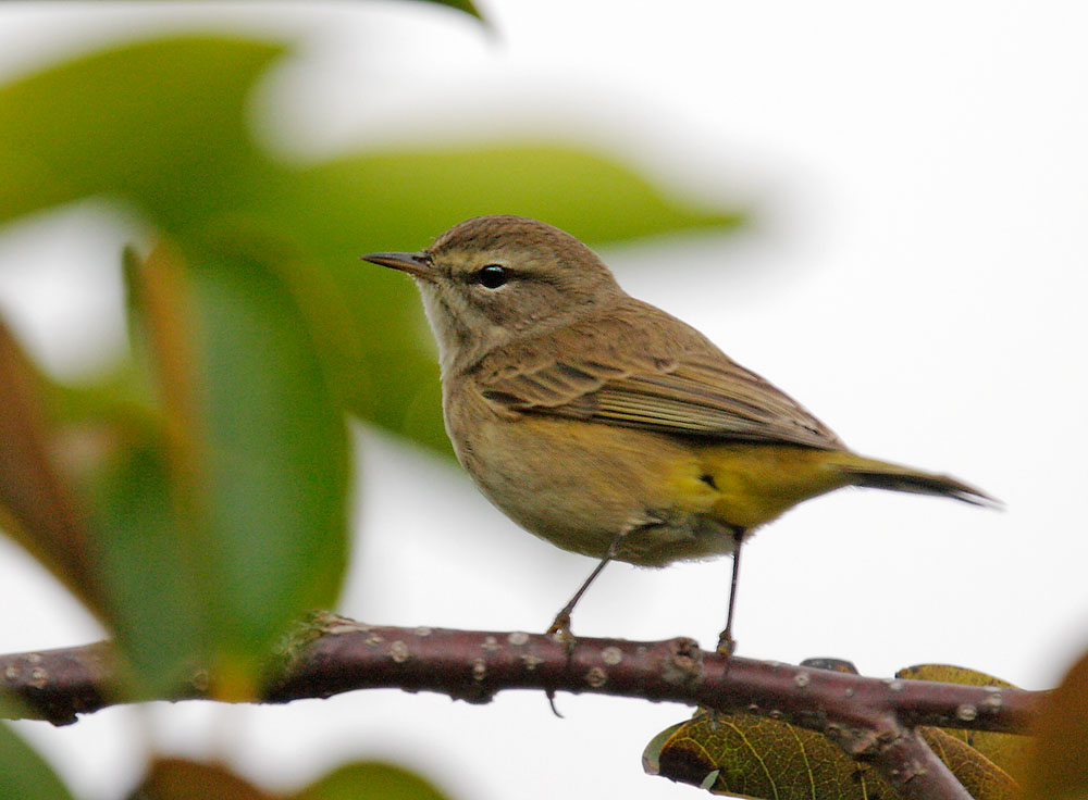 Palm Warbler, 12/4/08, Boynton Beach, FL