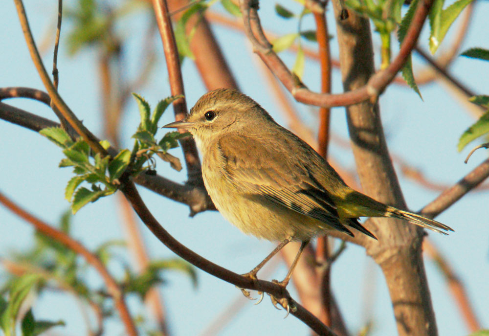 Palm Warbler, 1/15/09, Palo Alto Maintenance Yard