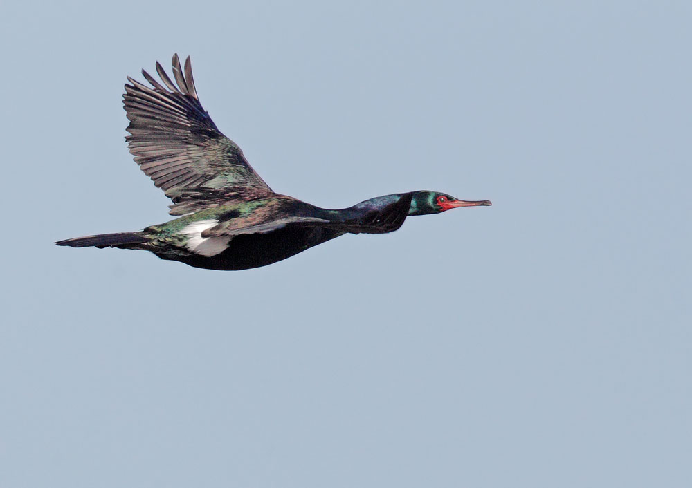 Pelagic Cormorant