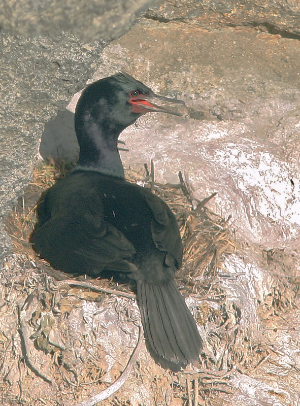 Pelagic Cormorant