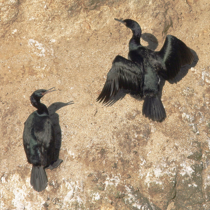 Pelagic Cormorants