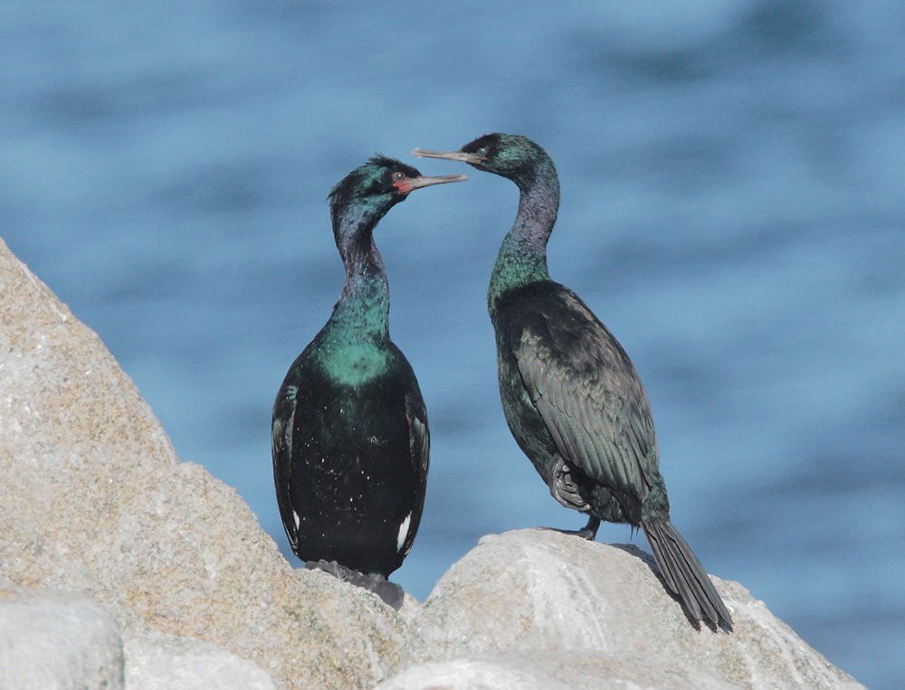 Pelagic Cormorants