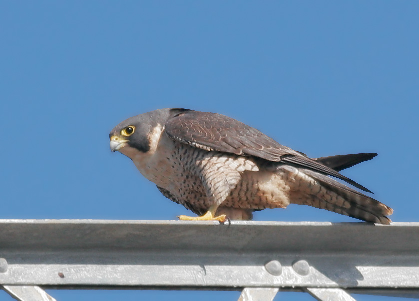 Peregrine Falcon