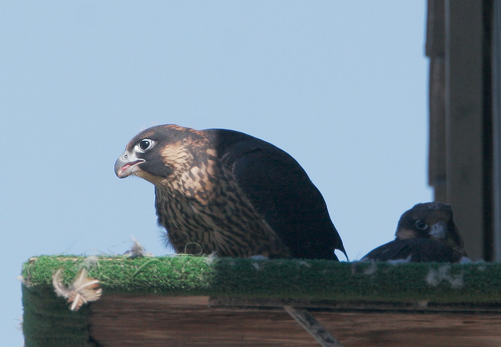 Peregrine Falcons