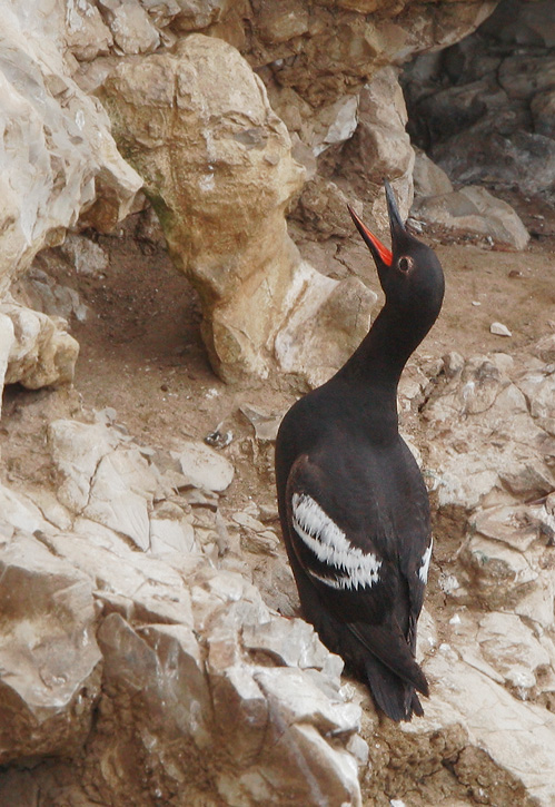 Pigeon Guillemot
