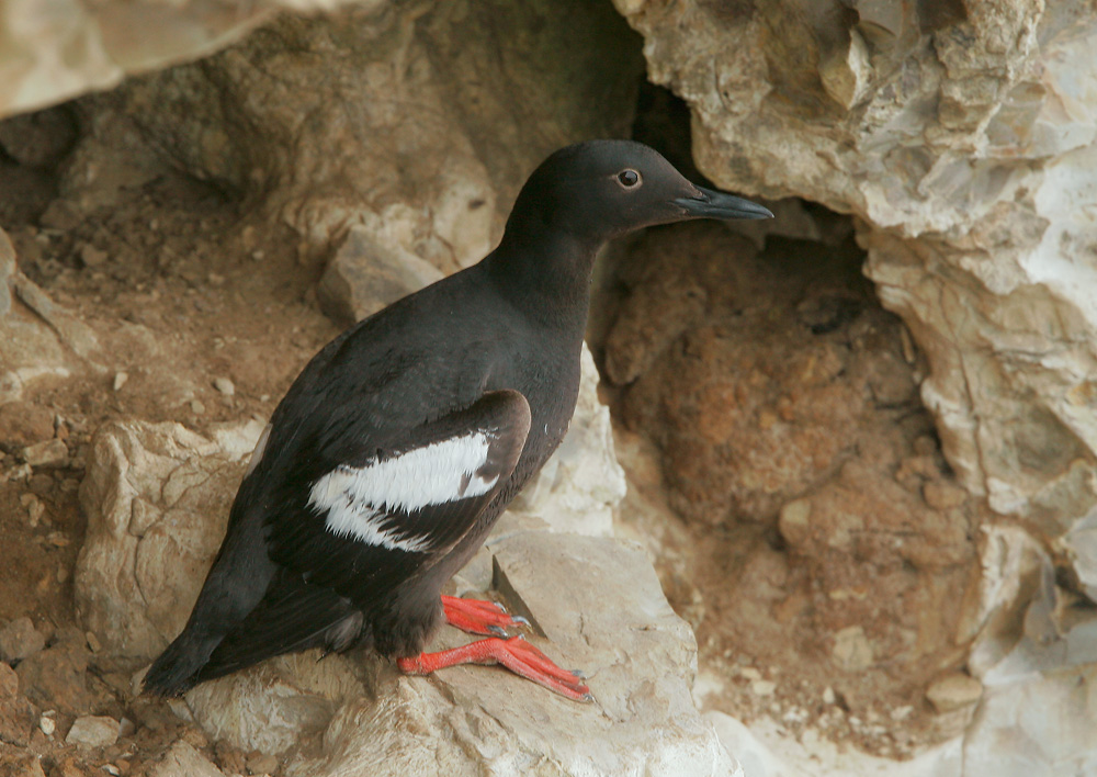 Pigeon Guillemot