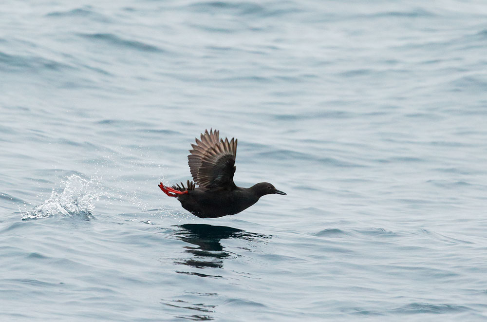 Pigeon Guillemot