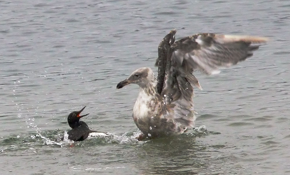 Pigeon Guillemot