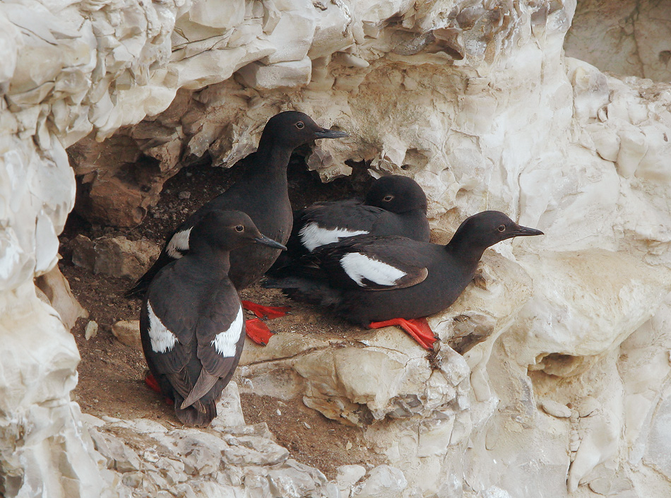 Pigeon Guillemots
