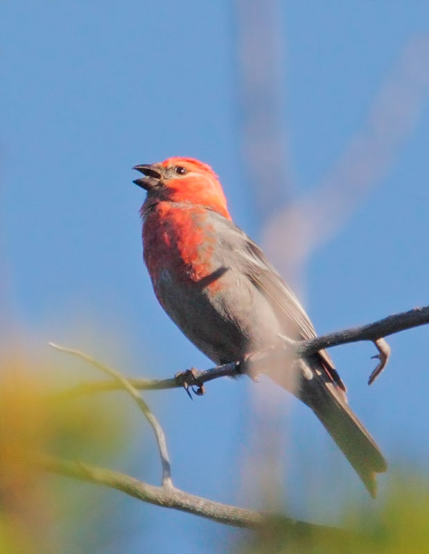 Pine Grosbeak