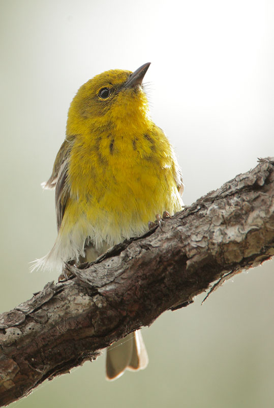 Pine Warbler