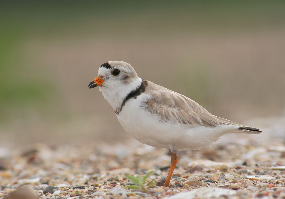 Piping Plover, 6/5/06, Sandy Point, West Haven, CT