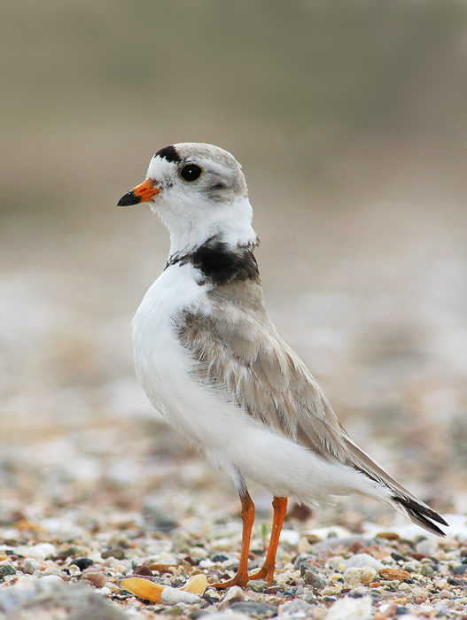 Piping Plover, 6/5/06, Sandy Point, West Hven, CT